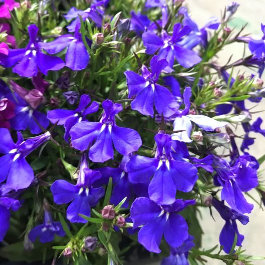 ロベリア エリヌス リビエラ シリーズ