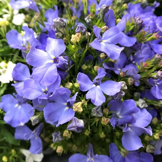 ロベリア エリヌス リビエラ シリーズ