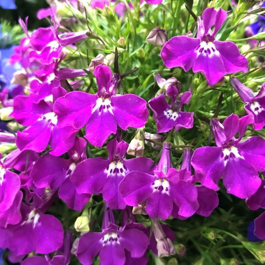 ロベリア エリヌス リビエラ シリーズ