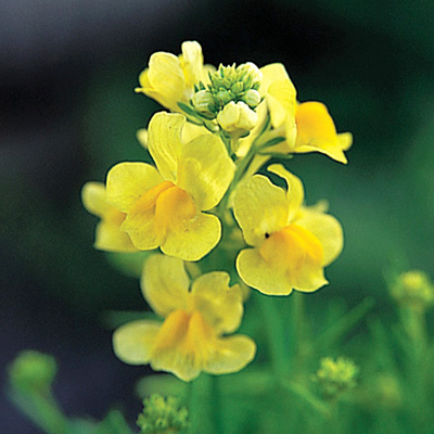 リナリア グッピー シリーズ