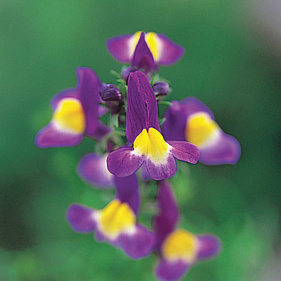 リナリア グッピー シリーズ