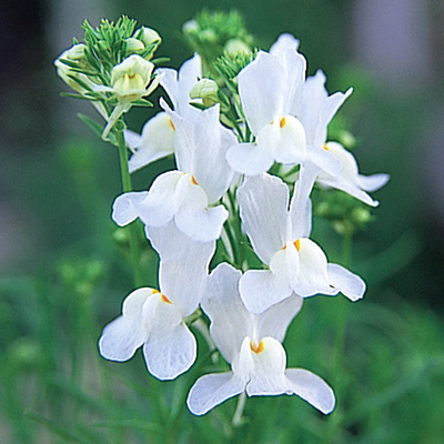 リナリア グッピー シリーズ