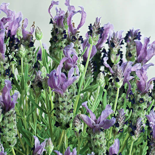 ラベンダー バンデラ シリーズ