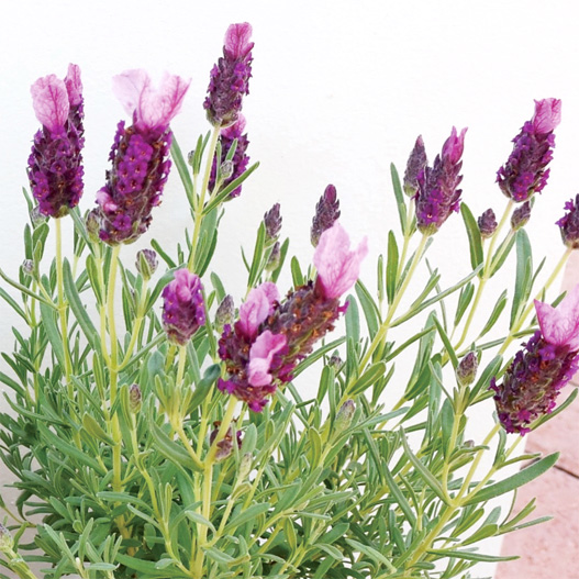 ラベンダー バンデラ シリーズ