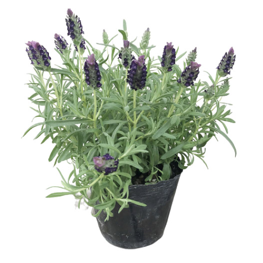 ラベンダー バンデラ シリーズ