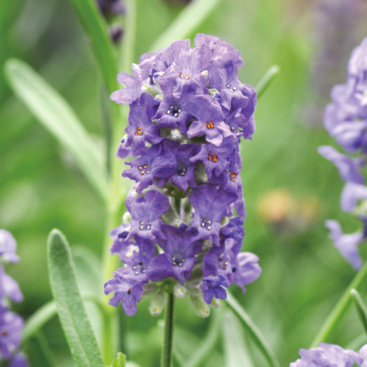 ラベンダー エレガンス シリーズ