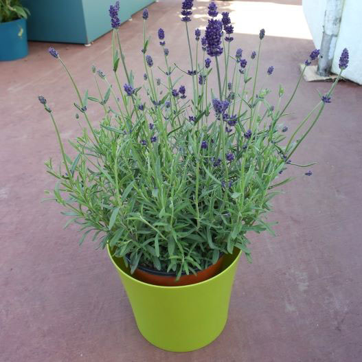 ラベンダー ラバンス ディープパープル｜WEBカタログ｜未来アグリス