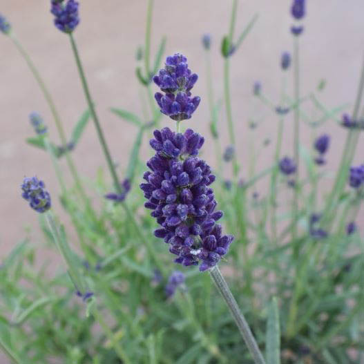 ラベンダー ラバンス ディープパープル