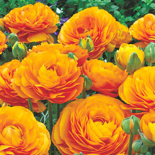 ラナンキュラス F1 マシェ シリーズ