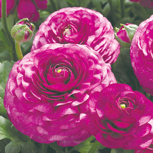 ラナンキュラス F1 マシェ シリーズ