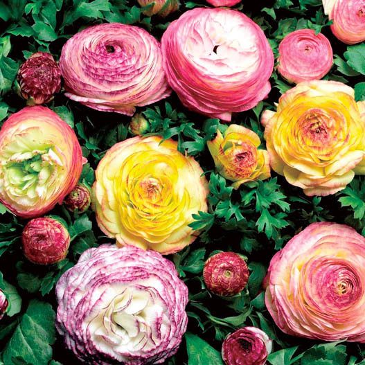 ラナンキュラス F1 マシェ シリーズ