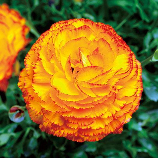 ラナンキュラス F1 マシェ シリーズ