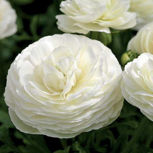 ラナンキュラス F1 マシェ シリーズ