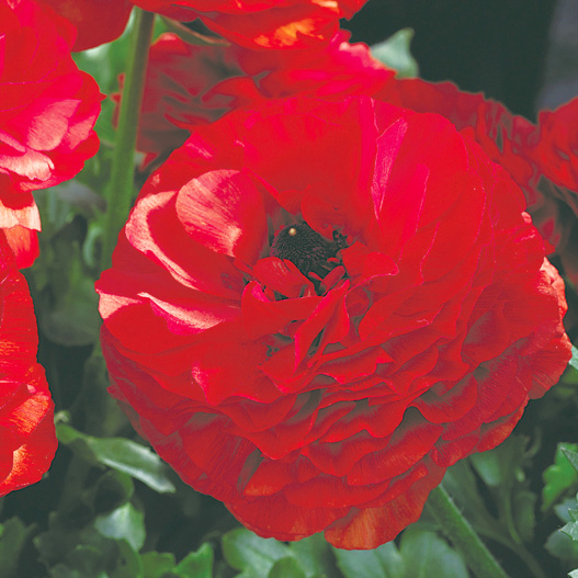 ラナンキュラス F1 マシェ シリーズ