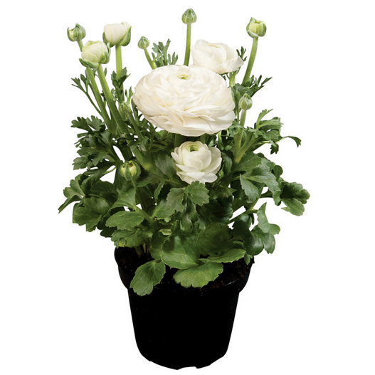 ラナンキュラス F1 スプリンクルス シリーズ