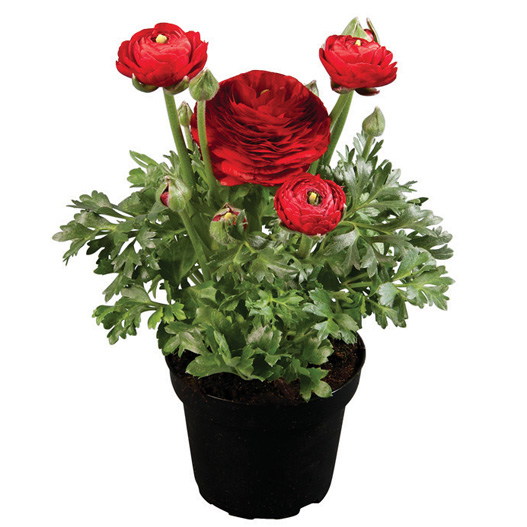 ラナンキュラス F1 スプリンクルス シリーズ