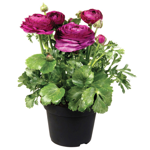 ラナンキュラス F1 スプリンクルス シリーズ