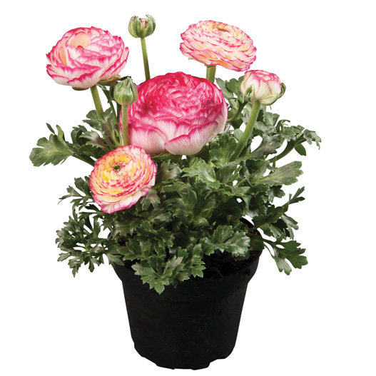 ラナンキュラス F1 スプリンクルス シリーズ