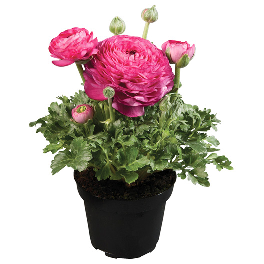 ラナンキュラス F1 スプリンクルス シリーズ