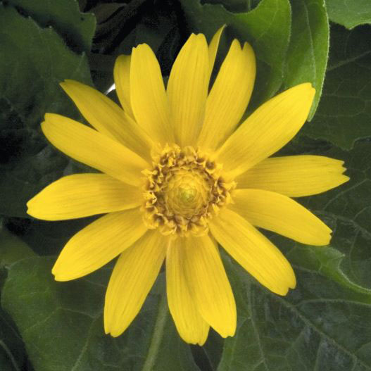 メランポジューム ゴールデングローブ