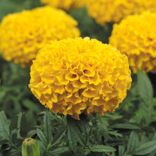 マリーゴールド アフリカン F1 タイザン シリーズ