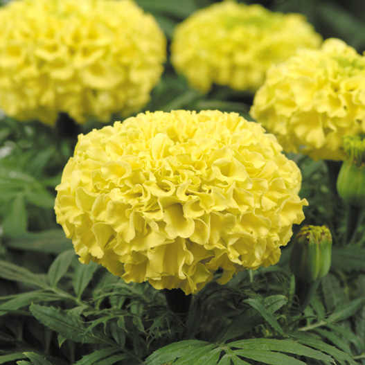 マリーゴールド アフリカン F1 タイザン シリーズ