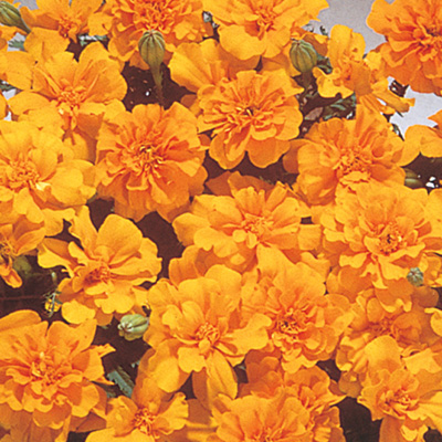 マリーゴールド フレンチ サファリ シリーズ