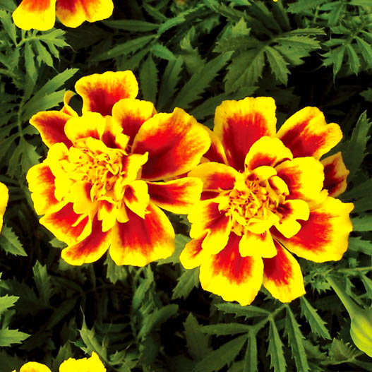 マリーゴールド フレンチ サファリ シリーズ