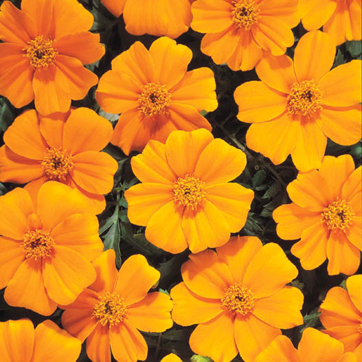 マリーゴールド フレンチ ディスコ シリーズ