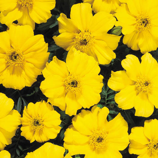 マリーゴールド フレンチ ディスコ シリーズ｜WEBカタログ｜未来