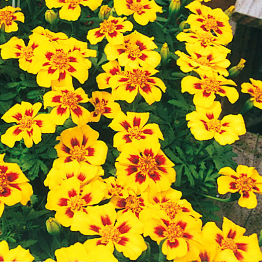 マリーゴールド フレンチ ディスコ シリーズ｜WEBカタログ｜未来