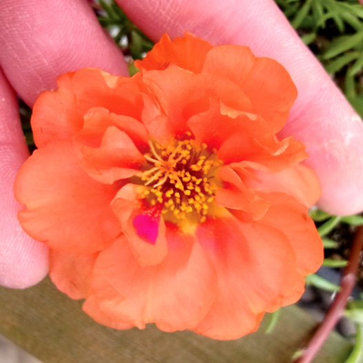 ポーチュラカ(松葉ぼたん) F1 ハッピーアワー シリーズ｜WEB