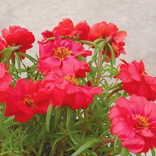 ポーチュラカ(松葉ぼたん) F1 ハッピーアワー シリーズ