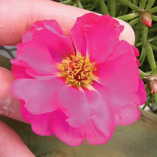 ポーチュラカ(松葉ぼたん) F1 ハッピーアワー シリーズ