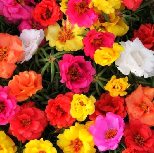 ポーチュラカ(松葉ぼたん) F1 ハッピーアワー シリーズ