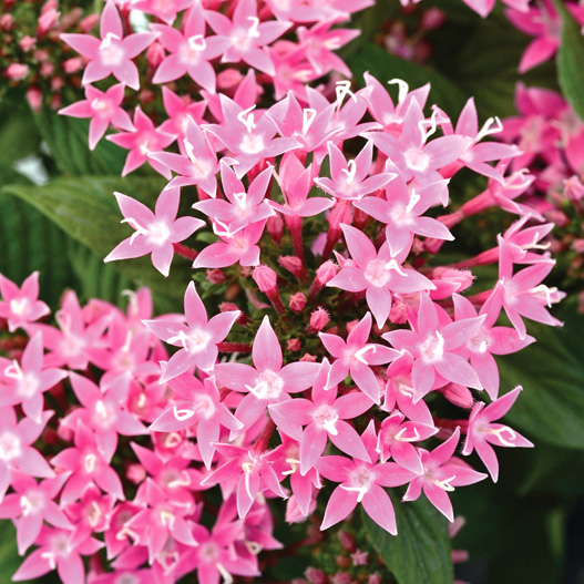 ペンタス F1 ラッキースター シリーズ