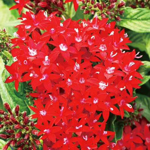 ペンタス F1 ラッキースター シリーズ