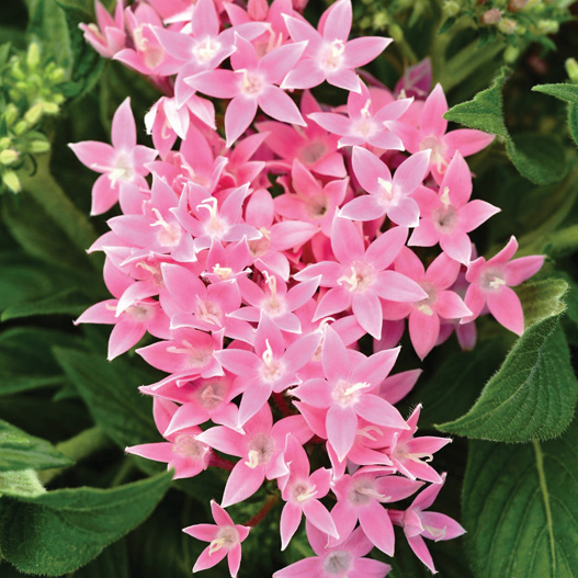 ペンタス F1 ラッキースター シリーズ