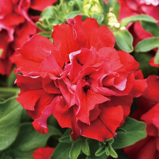 ペチュニア F1 ダブルキャスケード シリーズ