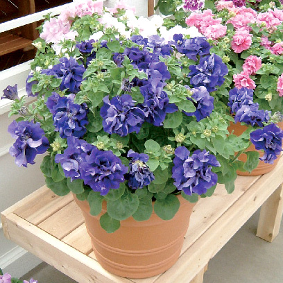 ペチュニア F1 ダブルキャスケード シリーズ