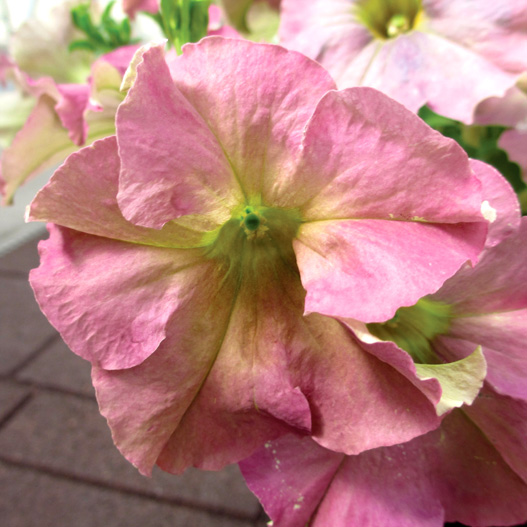 ペチュニア ソフィスティカ コレクション