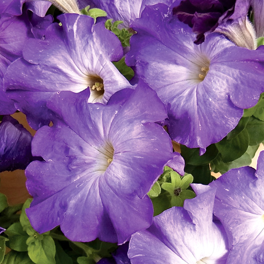 ペチュニア ソフィスティカ コレクション