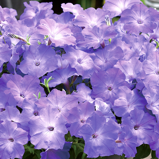 ペチュニア F1 イージーウェーブ シリーズ