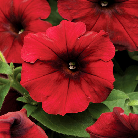 ペチュニア F1 イージーウェーブ シリーズ