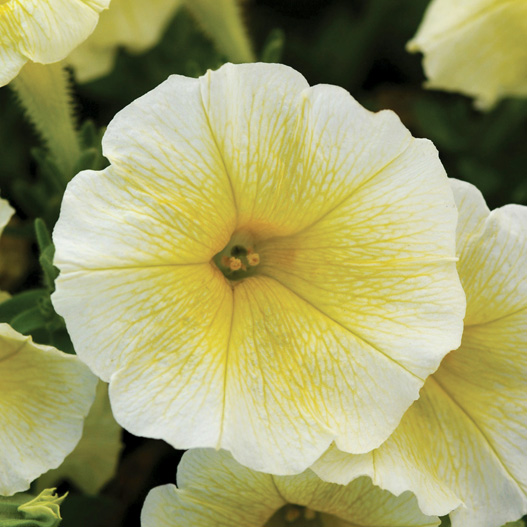 ペチュニア F1 イージーウェーブ シリーズ