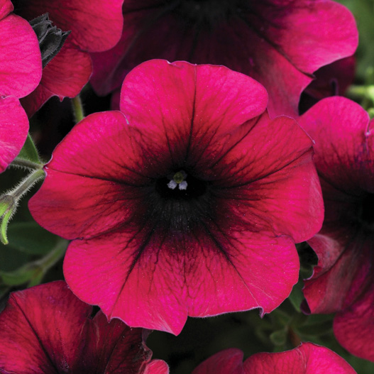 ペチュニア F1 イージーウェーブ シリーズ