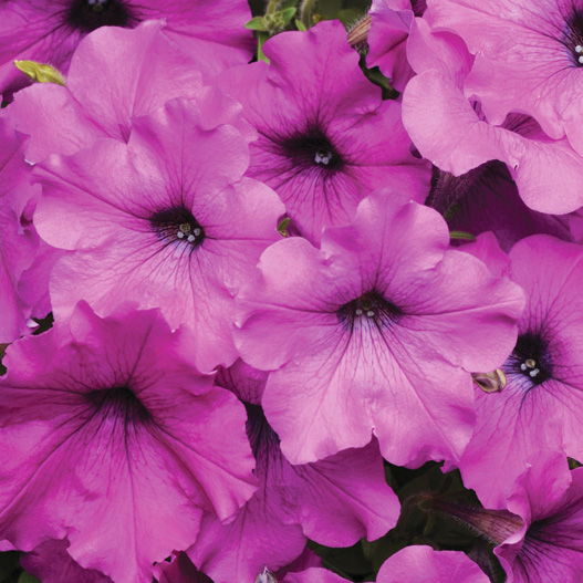 ペチュニア F1 イージーウェーブ シリーズ