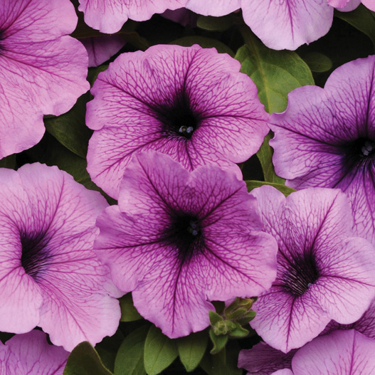 ペチュニア F1 イージーウェーブ シリーズ