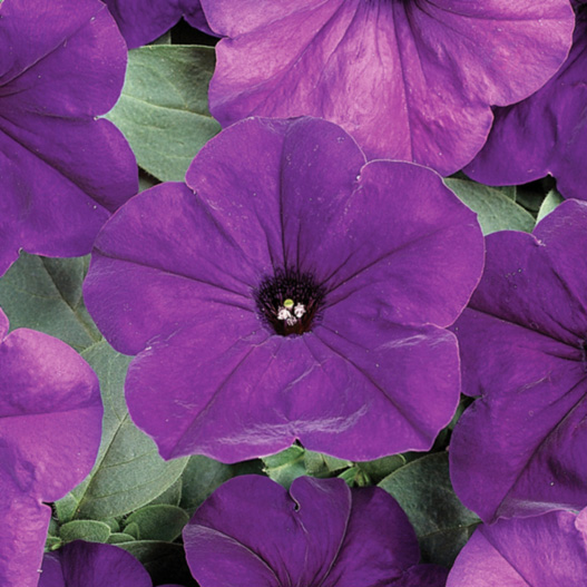 ペチュニア F1 イージーウェーブ シリーズ