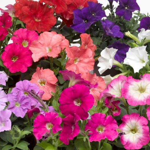 ペチュニア F1 ピコベラ シリーズ